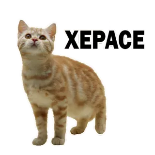 😔 7aafa33b XEPACE 猫, 小猫, 搞笑, 表情包, 幽默 telegram sticker