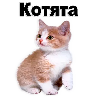 😊 86c9da7b Котята 小猫, 猫, 动物, 可爱, 宠物 telegram sticker