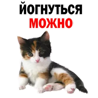 😕 9fe4576e йогнуться можно 猫, 小猫, 可爱, 贴纸, 动物, 宠物 telegram sticker
