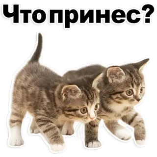 😊 a5d2c6a9 Чтопринес? 小猫, 猫, 动物, 可爱, 家猫, 宠物, 家养动物 telegram sticker
