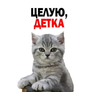 😍 abf05349 ЦЕЛУЮ, ДЕТКА 猫, 小猫, 小猫, 可爱, 爱, 亲亲, 宝宝 telegram sticker