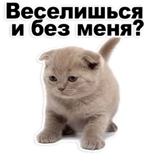 😊 b1a13f24 Веселишься и без меня? 猫, 小猫, 可爱, 伤心, 宠物, 动物 telegram sticker