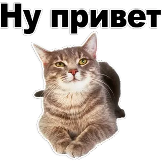 😁 b7dd45f8 Ну привет 猫, 贴纸, 问候, 你好, 宠物, 动物, 可爱 telegram sticker