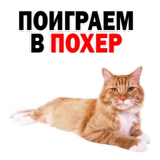 😊 bee1c836 ПОИГРАЕМ В ПОКЕР 猫, 扑克, 游戏, 俄语, 宠物, 动物, 玩 telegram sticker