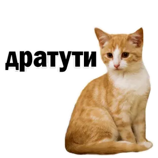 😊 c133ddac Дратути 猫, 小猫, 可爱, 动物, 橙色, 宠物 telegram sticker