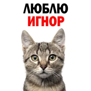 😭 c270a5e3 ЛЮБЛЮ ИГНОР 猫, 动物, 宠物, 爱, 忽略, 梗 telegram sticker