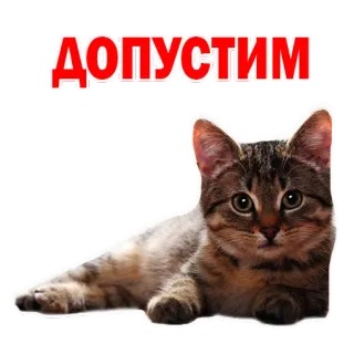 👌 c6a6cd38 ДОПУСТИМ 猫, 小猫, 动物, 宠物, 家畜, 躺, 条纹 telegram sticker