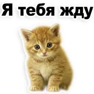 😊 dcca8f05 Я тебя жду 猫, 小猫, 动物, 宠物, 等待, 可爱, 家畜 telegram sticker