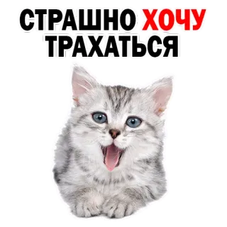 😍 dd0d1ad6 СТРАШНО ХОЧУ ТРАХАТЬСЯ 猫, 贴纸, 动物, 俄语文本, 冒犯性 telegram sticker