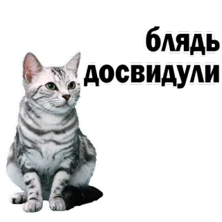 😡 f0103032 блядь
ДОСВИДУЛИ 猫, 贴纸, 俄语, 脏话, 动物, 灰猫 telegram sticker
