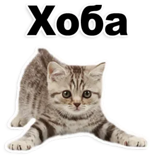 😍 f08b5f0f Хова 猫, 小猫, 动物, 可爱, 宠物 telegram sticker