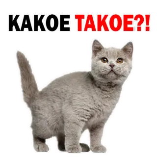 😔 f19e7a54 КАКОЕ ТАКОЕ?! 猫, 小猫, 可爱, 灰色, 俄罗斯, 问题, 动物, 宠物 telegram sticker