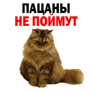 😔 fe1ca0e8 Пацаны не поймут 猫, 文本, 俄语, 表情包 telegram sticker