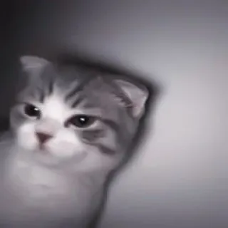 🐈 0a28d4ff gatto, gatto grigio, carino, animale domestico, animale telegram sticker