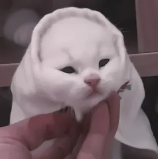 🐈 0ec48e40 gatto, gattino, carino, animale, animale domestico, ritratto telegram sticker