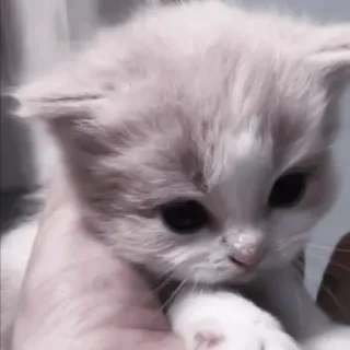 🐈 167580e6 gattino, gatto, animale domestico, carino, animale, mammifero, animale domestico telegram sticker