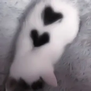 🐈 1ed1aef9 gatto, cuore, animale, gattino, carino, animale domestico, domestico telegram sticker