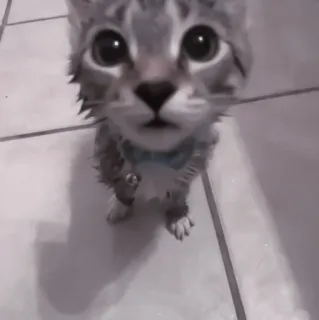 🐈 577fdcd1 gatto, gattino, carino, animale, animale domestico telegram sticker