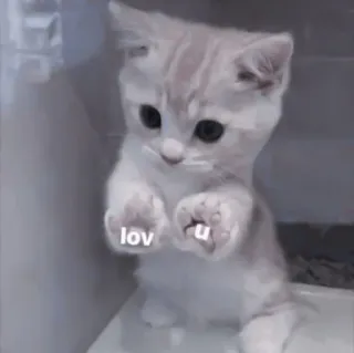 🐈 8eaa9d83 lov u gattino, gatto, carino, animale domestico, amore, animale telegram sticker