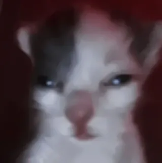 🐈 b4ce68f1 gatto, gattino, animale, animale domestico, carino, meme telegram sticker