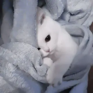 🐈 b841c95e gatto, gattino, gatto bianco, coperta, carino, animale telegram sticker