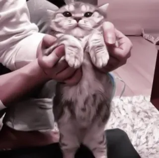 🐈 fd8b7814 gatto, animale domestico, animale, carino, divertente, gatto domestico telegram sticker