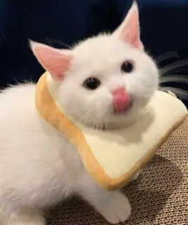 😛 1016e6cd cat, kitten, bread, cute, animal, pet, white telegram sticker
