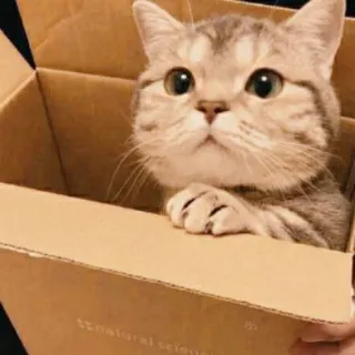 🙃 129f14fd cat, kitten, box, cute, pet, animal telegram sticker