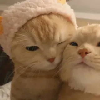 💕 2e5fbd9e cats, pets, animals, cute, kitten, hat telegram sticker