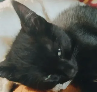 🤨 56852f1b cat, black cat, animal, pet, feline telegram sticker