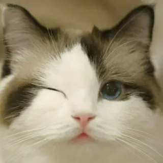 Kittens🐾Clau telegram stickers