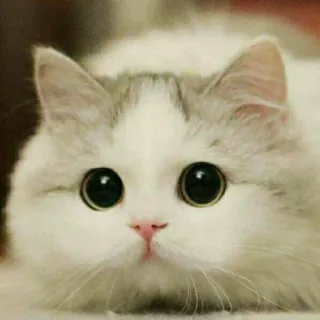 🌟 6d15783a cat, cute, animal, kitten, pet, fluffy telegram sticker