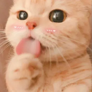 🐾 7449c3c1 cat, pet, animal, licking, cute, sticker telegram sticker