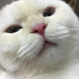 🐾 98547dff cat, white cat, animal, pet, cute, domestic animal telegram sticker