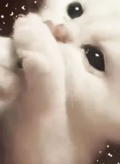 💔 a038e86c hamster, cute, pet, animal, white, rodent telegram sticker