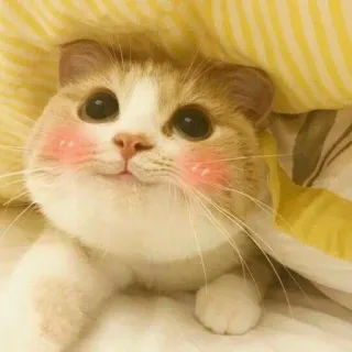 🐾 aecb4b54 cat, cute, kitten, animal, pet, kawaii, blush telegram sticker