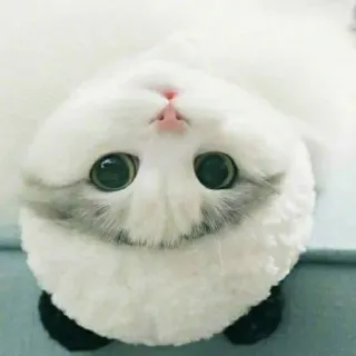 🙄 ba8cbc81 cat, cute, kitten, animal, pet, fluffy telegram sticker