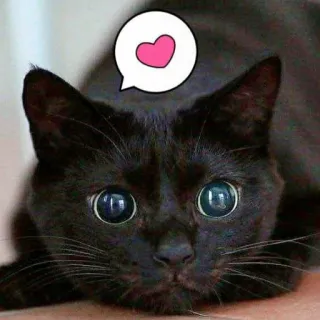 🐾 cd6d2206 cat, black cat, heart, love, pet, animal, cute telegram sticker