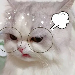 😾 e0c4894f cat, glasses, animal, cute, sticker telegram sticker