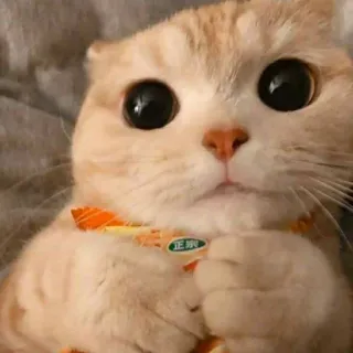 🐾 f1bb553e 正宗 cat, animal, cute, pet, kitten, adorable, eyes, mammal telegram sticker