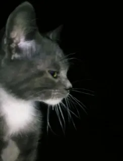 🐾 f3598e88 cat, animal, pet, gray cat, domestic animal telegram sticker