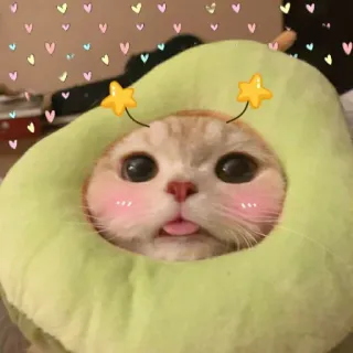 🐾 f98c90df cat, avocado, cute, sticker, pet, animal telegram sticker