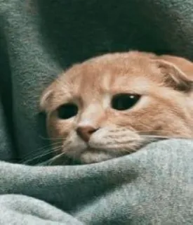 😥 fd5b7013 cat, cute, animal, pet, sad, blanket telegram sticker