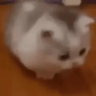 🚶‍♂️ 238e0ec6 고양이, 동물, 귀여운, 애완동물, 집고양이, 포유류, 고양이과 telegram sticker