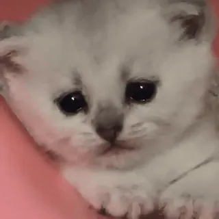😦 506edf6c 새끼 고양이, 고양이, 귀여운, 애완동물, 동물, 푹신한, 반려동물 telegram sticker