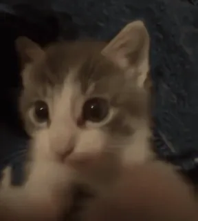 😚 6b67f647 고양이, 새끼 고양이, 애완 동물, 동물, 귀여운, 집고양이 telegram sticker