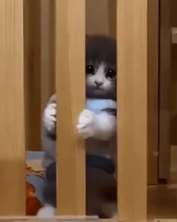 😶 75bae713 고양이, 귀여운, 슬픈, 새끼 고양이, 애완 동물, 동물, 아기 telegram sticker