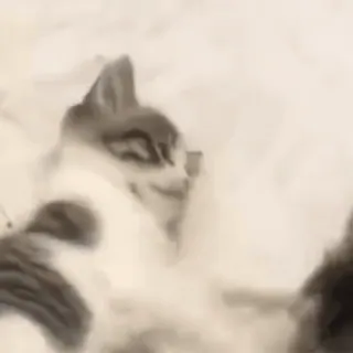 🥰 8726a027 고양이, 동물, 귀여운, 애완동물, 새끼 고양이 telegram sticker
