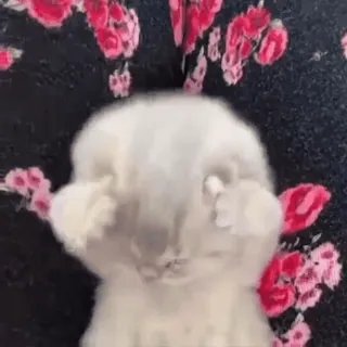 😴 ab519cfc 고양이, 가운데 손가락, 불쾌한, 무례한, 새끼 고양이, 밈 telegram sticker