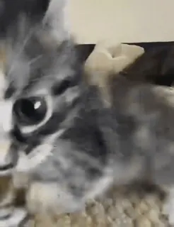 😳 c236cdf3 고양이, 새끼 고양이, 동물, 귀여운, 애완 동물, 가축 telegram sticker